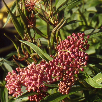 ASCLEPIAS incarnata