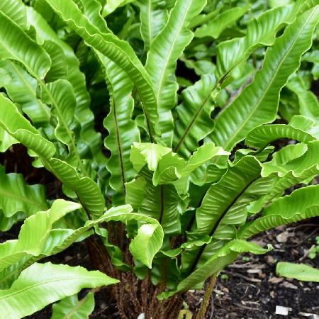 ASPLENIUM scolopendrium (Phyllitis)