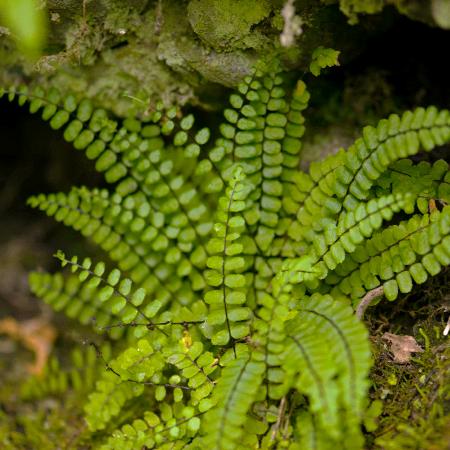 ASPLENIUM trichomanes