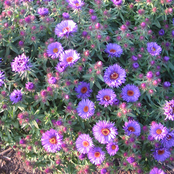 ASTER na 'Purple Dome'