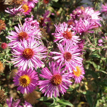 ASTER na 'Septemberrubin'