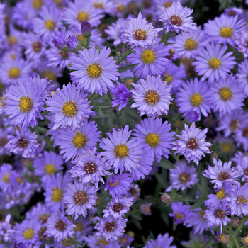 ASTER nb 'Audrey'