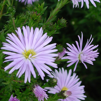 ASTER nb 'Blue Radiance'