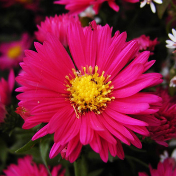 ASTER nb 'Helen Ballard'