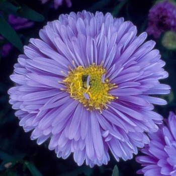 ASTER nb 'Marie Ballard'