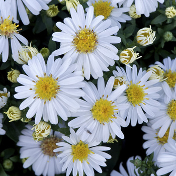 ASTER 'Niobe' (Dumosus Group)