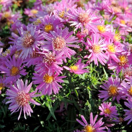 ASTER