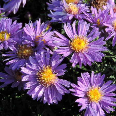 ASTER 'Augenweide' (Dumosus Group)