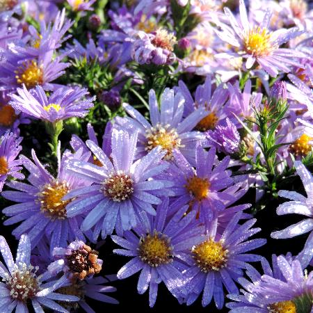 ASTER 'Fidelio' (Dumosus Group)
