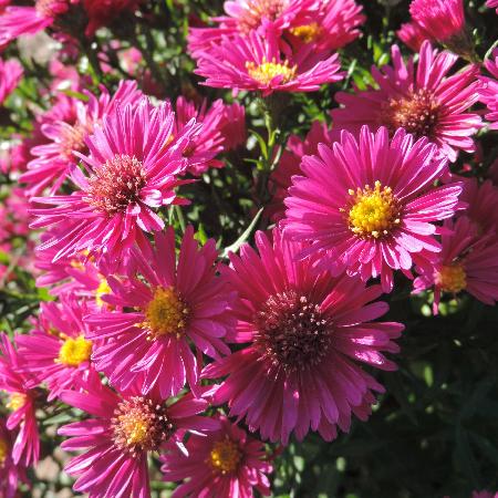 ASTER 'Jenny' (Dumosus Group)