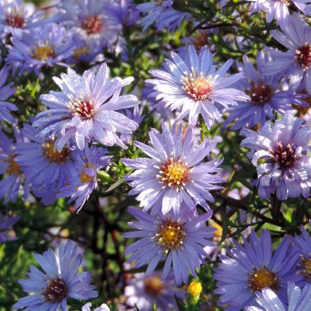ASTER 'Lady in Blue' (Dumosus Group)