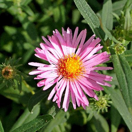 ASTER na 'Rosa Sieger'