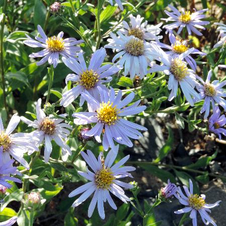 ASTER amellus 'Lac de Genève'