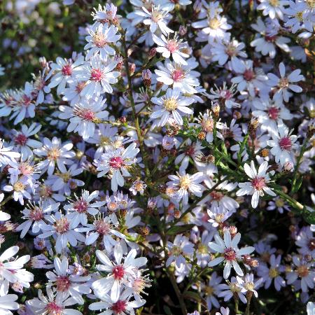 ASTER cordifolius 'Ideal'