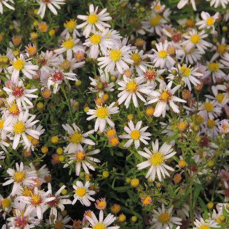 ASTER ericoides 'Pink Cloud'