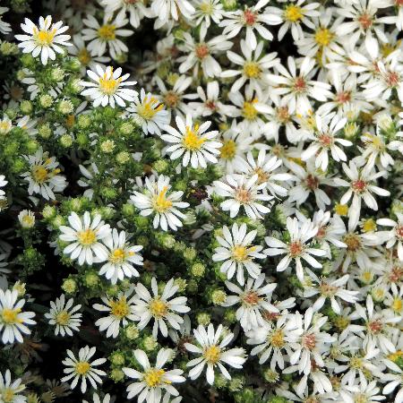 ASTER ericoides 'Snowflurry'