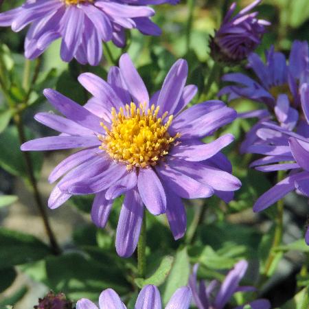 ASTER frikartii 'Jungfrau'
