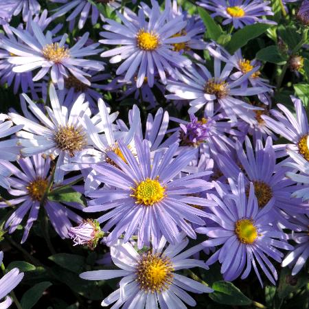 ASTER frikartii 'Mönch'