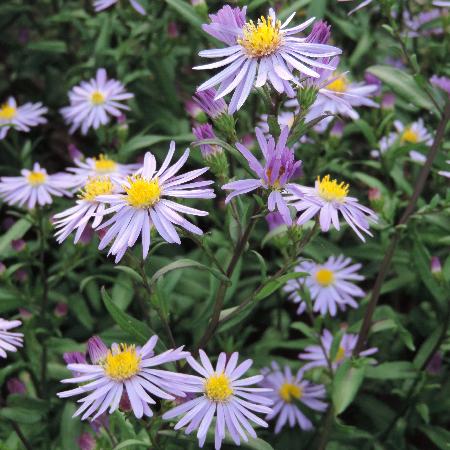 ASTER laevis 'Calliope'