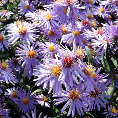 ASTER laevis 'Calliope'