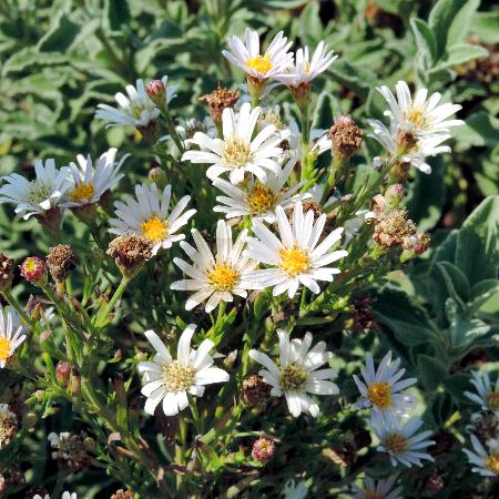 ASTER linariifolius