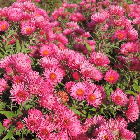 ASTER na 'Andenken an Alma Pötschke'