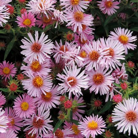 ASTER  na 'Annabelle de Chazal'