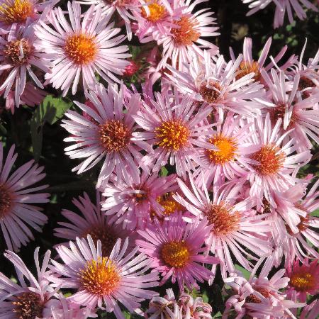 ASTER  na 'Annabelle de Chazal'