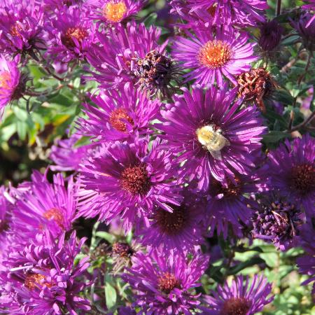 ASTER na 'Helen Picton'