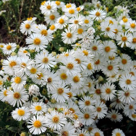 ASTER na 'Herbstschnee'