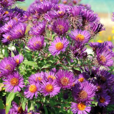 ASTER na 'Marina Wolkonsky'