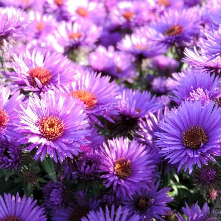 ASTER na 'Purple Dome'
