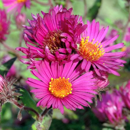ASTER na 'Septemberrubin'