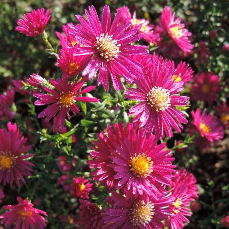 ASTER nb 'Crimson Brocade'