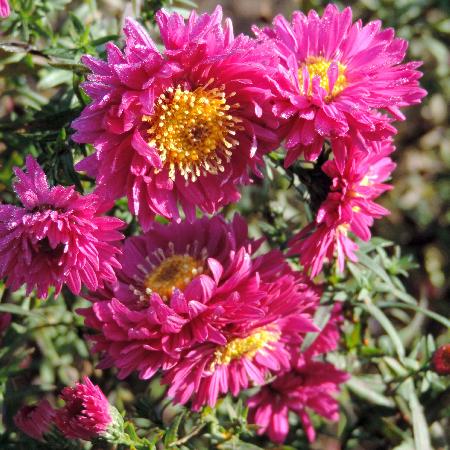 ASTER nb 'Helen Ballard'