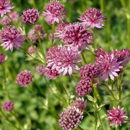 ASTRANTIA major 'Pink Pride'