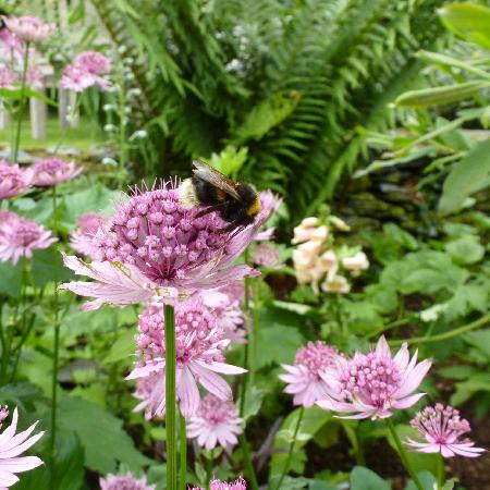 ASTRANTIA major 'Roma' ® 