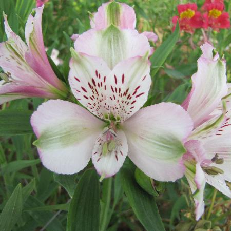 ALSTROEMERIA 'François'