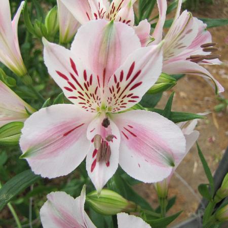 ALSTROEMERIA 'Béatrice'