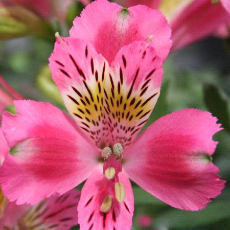 ALSTROEMERIA 'Isabelle'