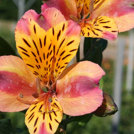 ALSTROEMERIA 'Aubance'