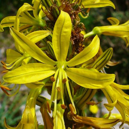 ASPHODELINE