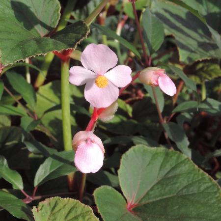 BEGONIA grandis var. evansiana