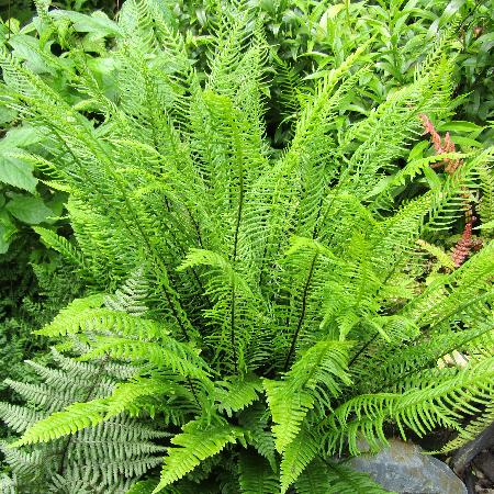 BLECHNUM spicant