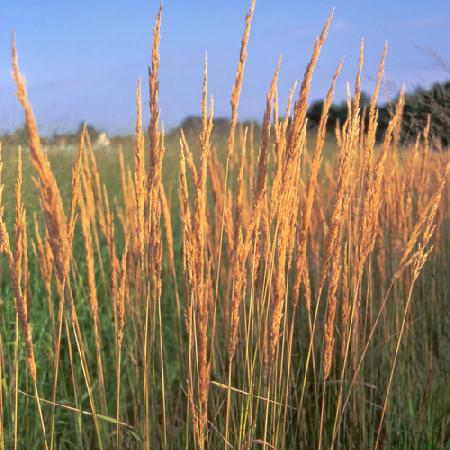 CALAMAGROSTIS acutiflora 'Karl Foerster'