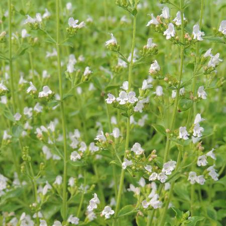CALAMINTHA nepeta 'Triumphator'