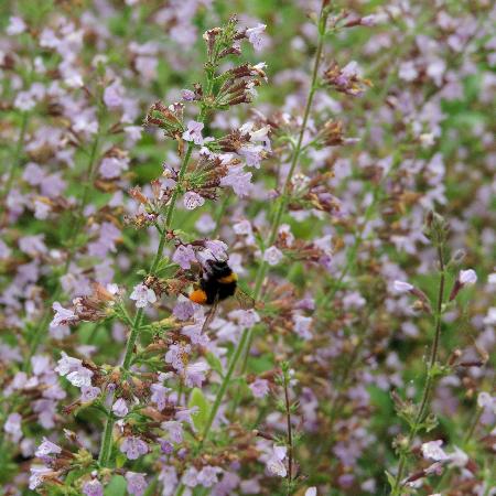 CALAMINTHA sylvatica 'Gottfried Kühn'