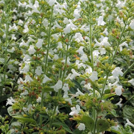 CALAMINTHA sylvatica 'Menthe'