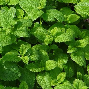 CALAMINTHA nepeta (C. brauneana)