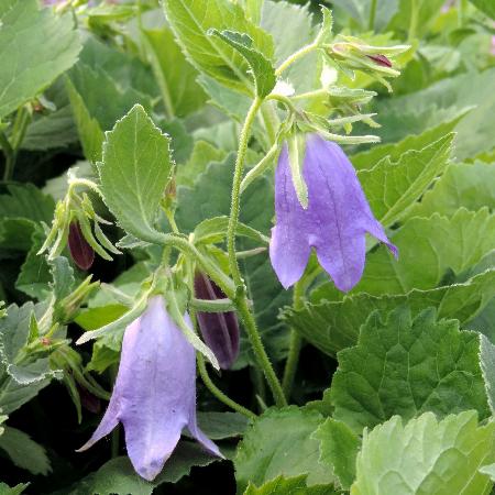 CAMPANULA 'Sarastro'
